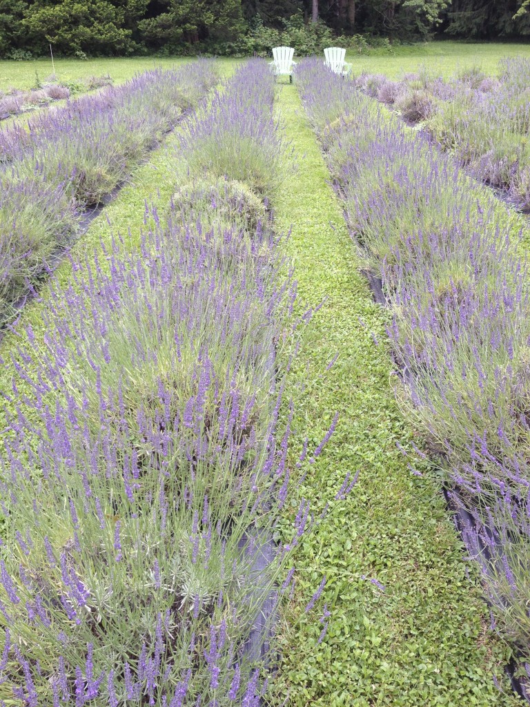 lavender-768x1024.jpg